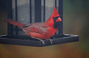 2nd Dec 2016 - Cardinal