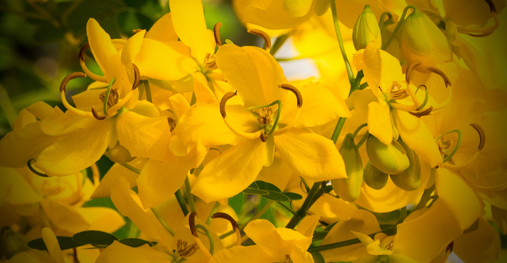 Yellow Flower! by rickster549