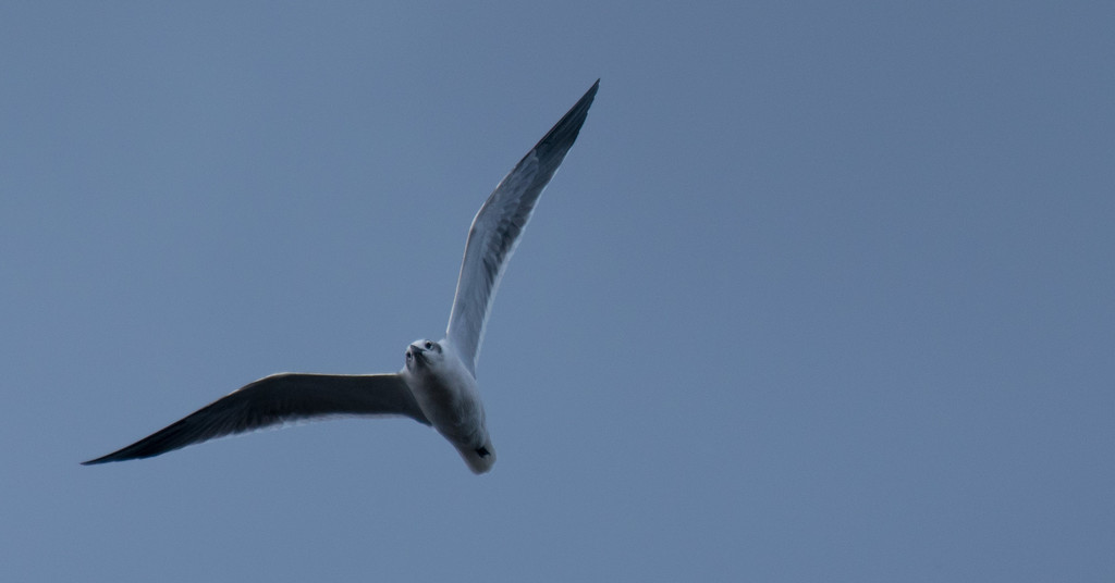 Seagull Flying Overhead! by rickster549