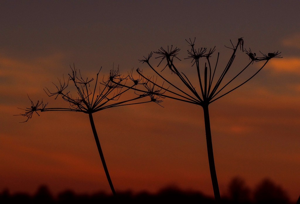 weeds at sunset  by quietpurplehaze