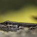 Lizard Lips by evalieutionspics