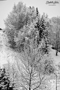 2nd Dec 2016 - Snow picture in black and white