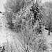 Snow picture in black and white by elisasaeter