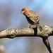 Mr. House Finch by cjwhite