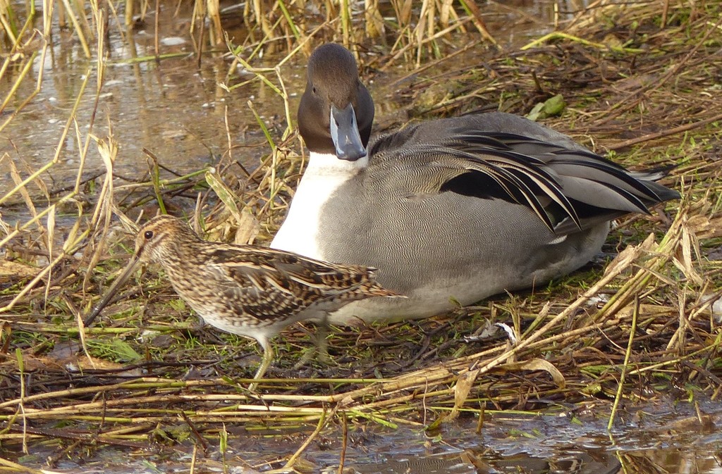  Snipe and Pintail  by susiemc