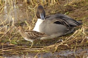 2nd Dec 2016 -  Snipe and Pintail 