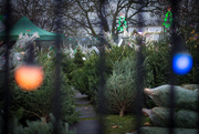 2nd Dec 2016 - Christmas trees for sale