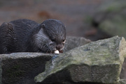 2nd Dec 2016 - Oriental small-clawed otter