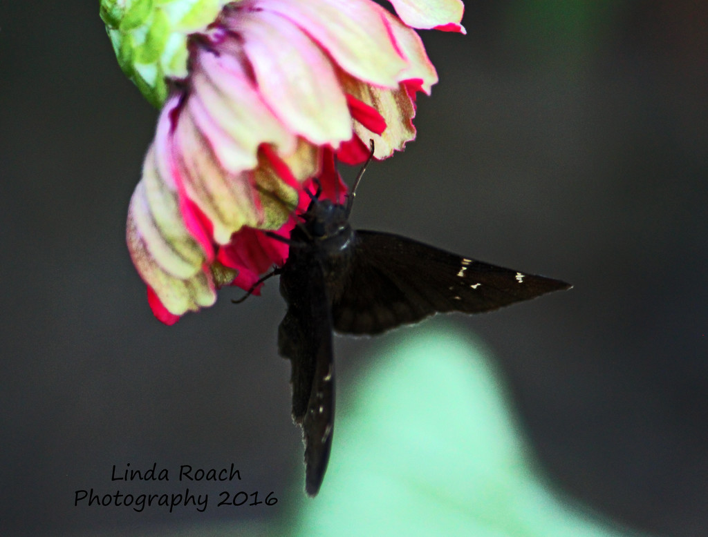 Moth or Butterfly on Flower  by grannysue