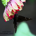 Moth or Butterfly on Flower  by grannysue
