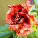 Šarena ruža by vesna0210