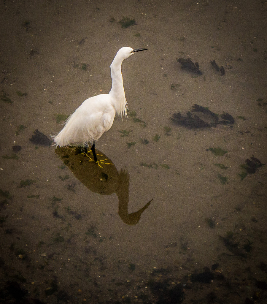 Egret by swillinbillyflynn