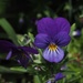 Little violet by Dawn