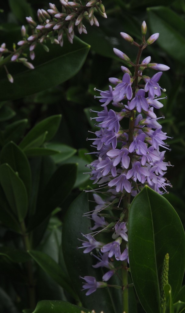 A Hebe flower (NZ native) by Dawn