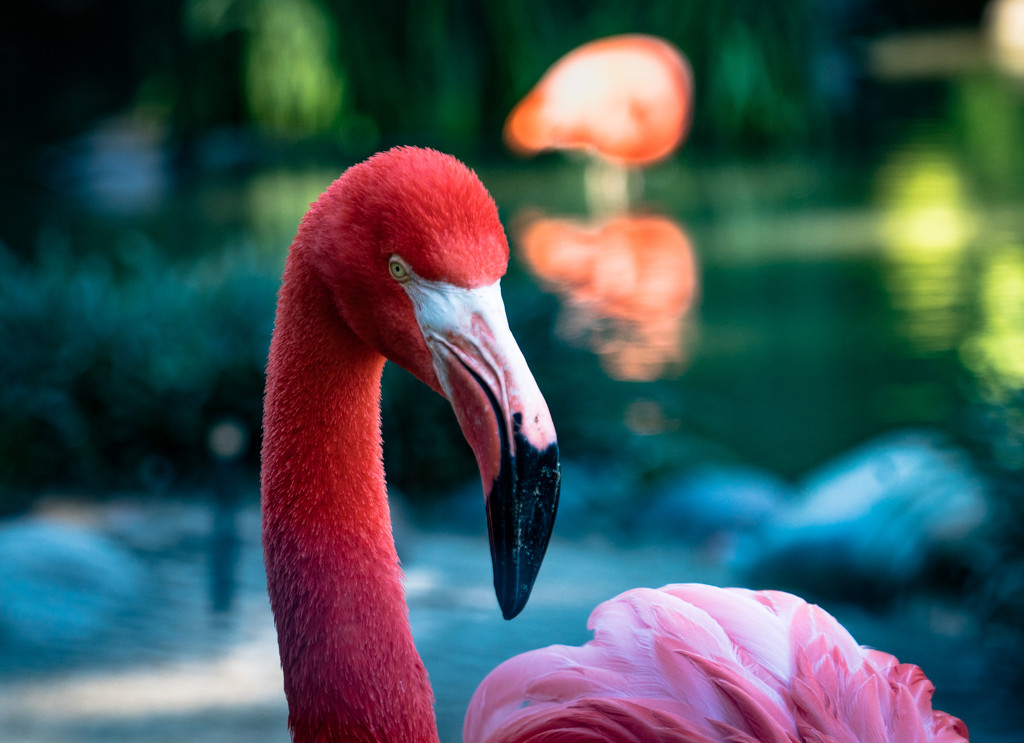 Flamingo Friday - 015 by stray_shooter