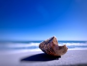 3rd Dec 2016 - Seashell in blue