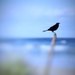 Blackbird by joemuli