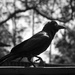 Australian Crow by yaorenliu