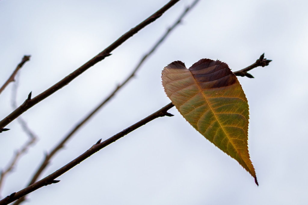 Last Leaf by rjb71