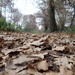 Path of Leaves by mattjcuk