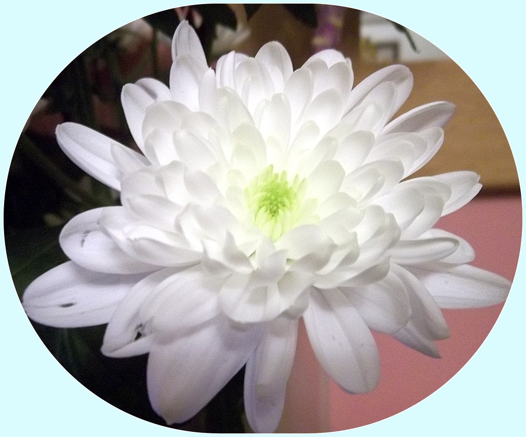 White Chrysanthemum. by grace55