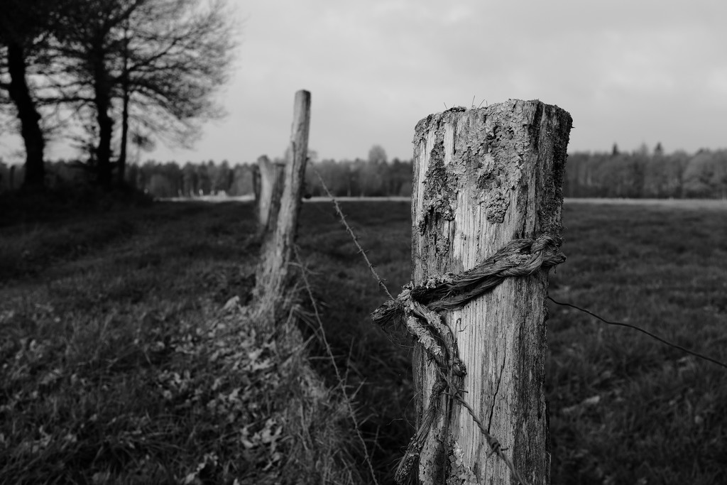 OCOLOY Day 338: Occasional Fence Post 12 by vignouse