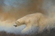 3rd Dec 2016 - Polar Bear