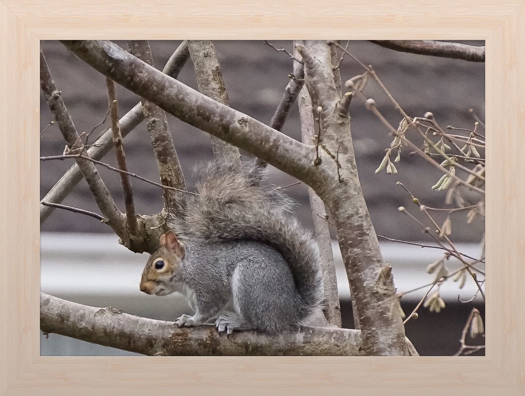 urban squirrel by quietpurplehaze