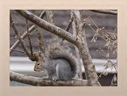 3rd Dec 2016 - urban squirrel