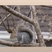 urban squirrel by quietpurplehaze