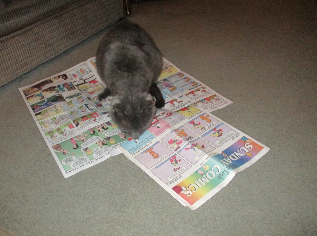 Reading the Comics by julie