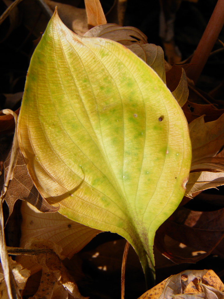 Hosta Leaf by daisymiller