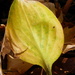 Hosta Leaf by daisymiller
