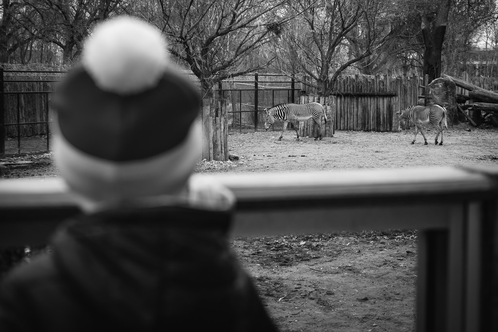 Morning at the Zoo by tina_mac
