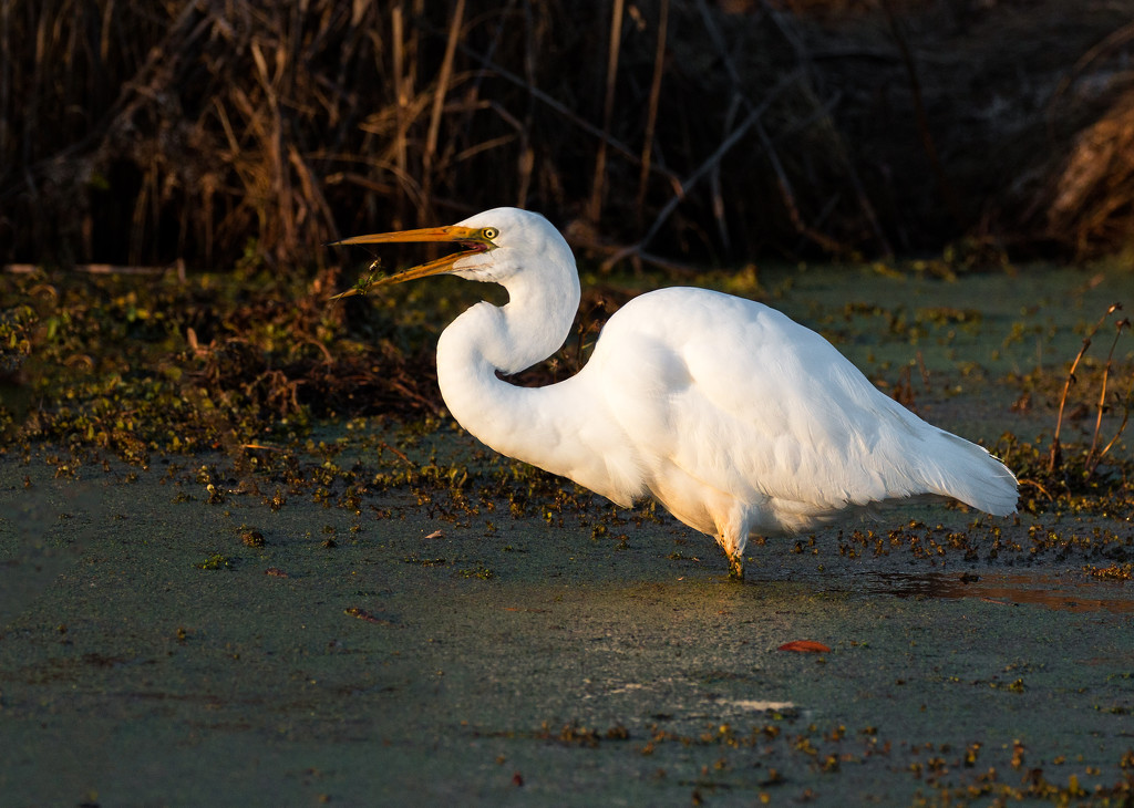 Egret in the muck by shesnapped