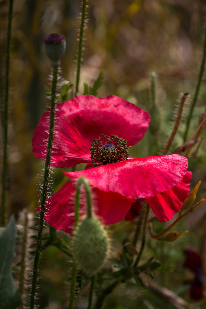 Summer poppy by pusspup