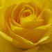 Yellow Rose by tonygig