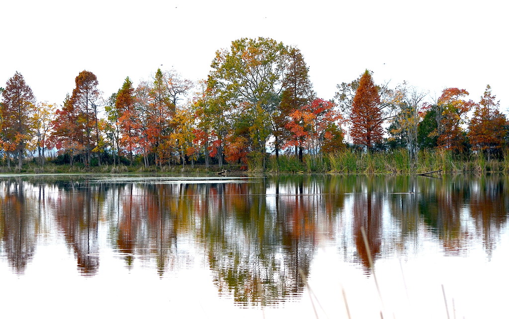 Autumn trees, marsh and wetlands, Magnolia Gardens, Charleston, SC by congaree