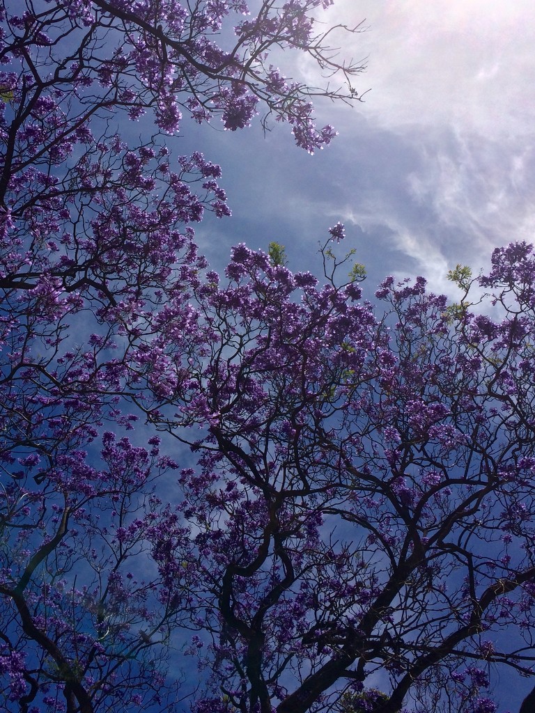 Jacaranda Blossom by narayani