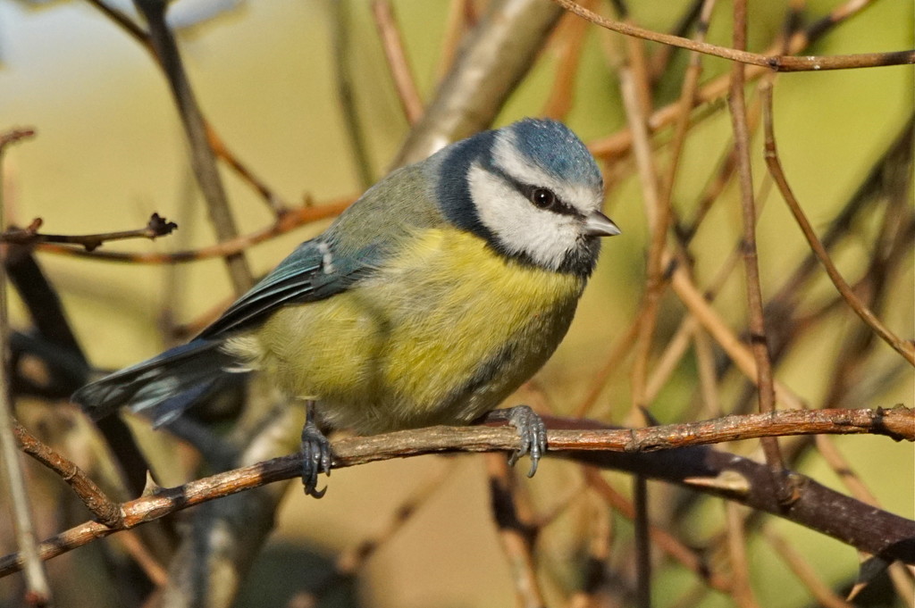 ANOTHER BLUE TIT by markp