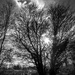Winter Trees by dorsethelen