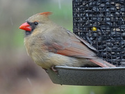 4th Dec 2016 - Female Northern Cardinal in a light snow