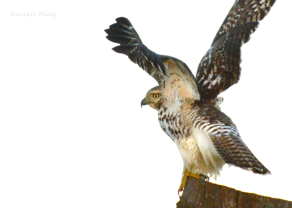 Cooper's Hawk Takes Flight by kareenking