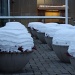365-Flowers under snow IMG_2776 by annelis
