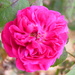 November Rose by daisymiller