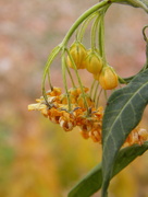4th Dec 2016 - Wilted Butterfly Weed