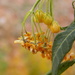 Wilted Butterfly Weed by daisymiller