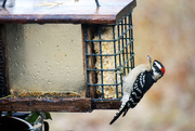 4th Dec 2016 - Downy Woodpecker