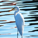Lone Egret  by joysfocus