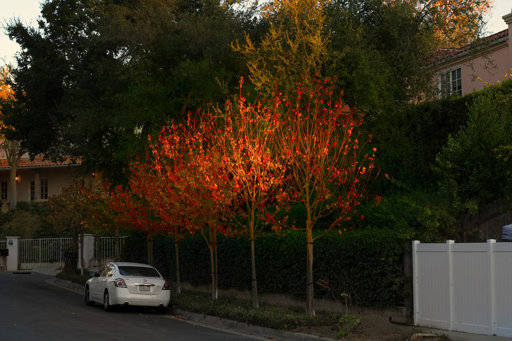Flame Trees by jaybutterfield